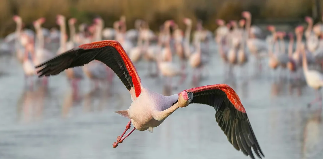 camargue php