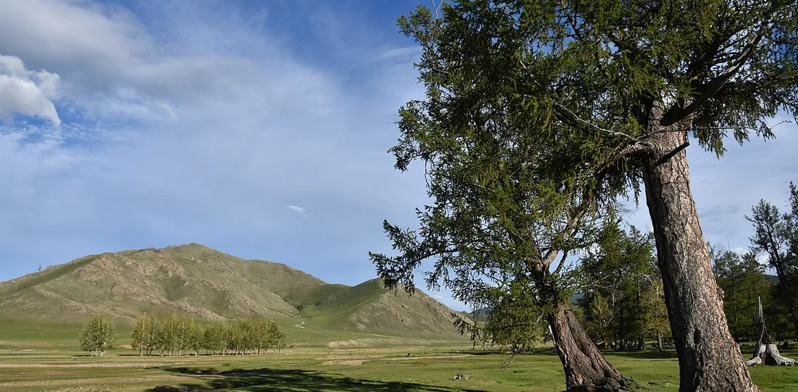 mongolie php